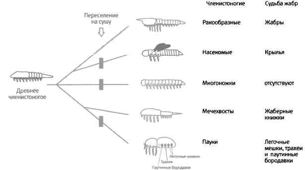 Иллюстрация к книге — Бесконечное число самых прекрасных форм [img_75.jpg]