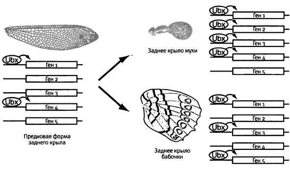 Иллюстрация к книге — Бесконечное число самых прекрасных форм [img_76.jpg]