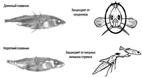 Иллюстрация к книге — Бесконечное число самых прекрасных форм [img_79.jpg]