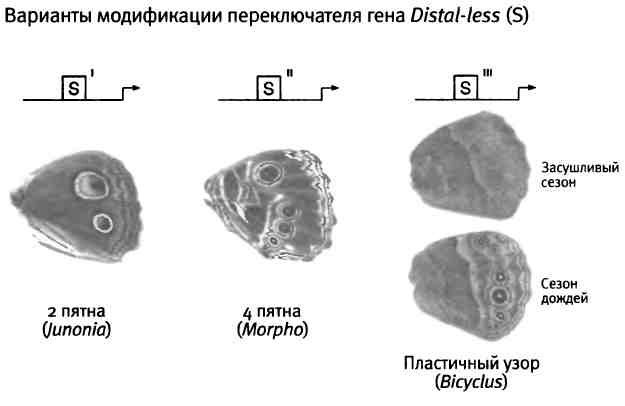 Иллюстрация к книге — Бесконечное число самых прекрасных форм [img_93.jpg]