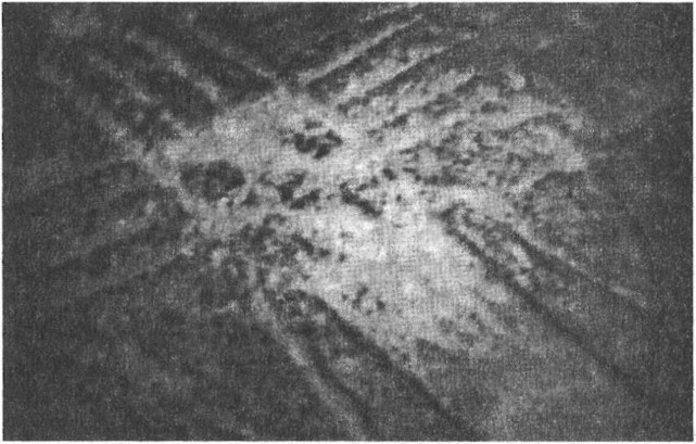 Иллюстрация к книге — Предки богов. Затерянная цивилизация Лемурии [i_019.jpg]