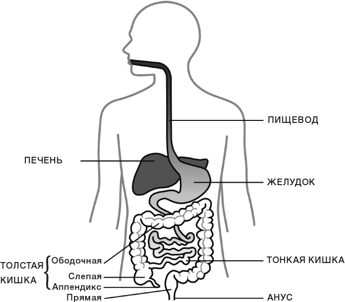 10% HUMAN. Как микробы управляют людьми 10% HUMAN. Как микробы управляют людьми