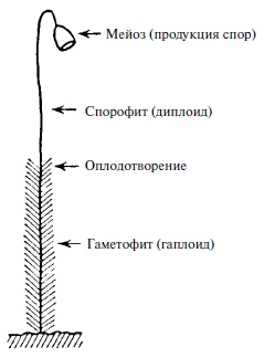 Иллюстрация к книге — Что такое жизнь? [i_008.jpg]