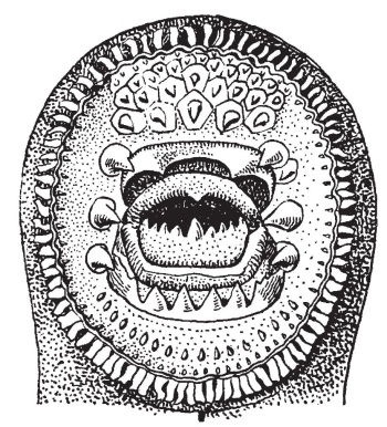 Иллюстрация к книге — Здесь был Рим. Современные прогулки по древнему городу [i_086.jpg]