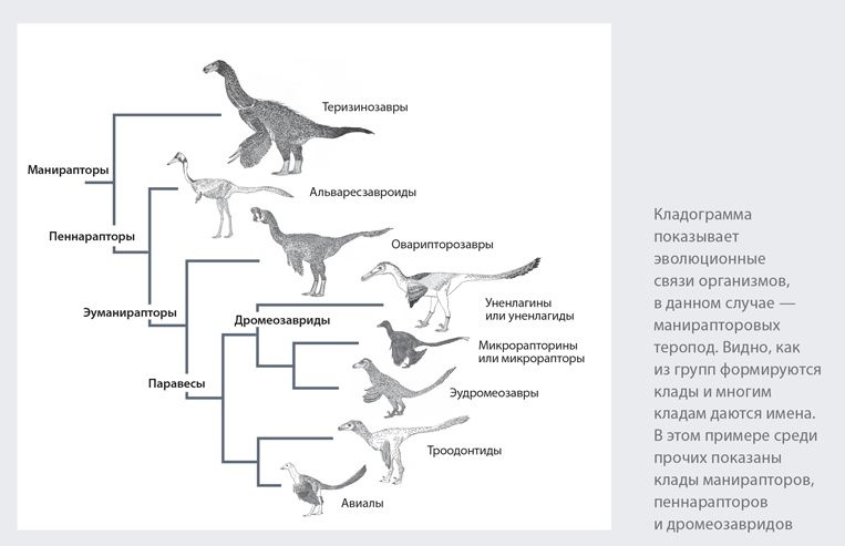 Иллюстрация к книге — Динозавры. 150 000 000 лет господства на Земле [i_007.jpg]