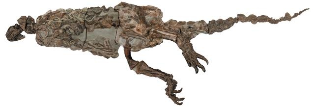 Иллюстрация к книге — Динозавры. 150 000 000 лет господства на Земле [i_068.jpg]