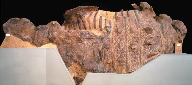 Иллюстрация к книге — Динозавры. 150 000 000 лет господства на Земле [i_070.jpg]