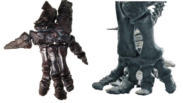 Иллюстрация к книге — Динозавры. 150 000 000 лет господства на Земле [i_085.jpg]