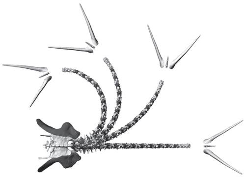 Иллюстрация к книге — Динозавры. 150 000 000 лет господства на Земле [i_099.jpg]