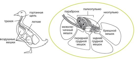 Иллюстрация к книге — Динозавры. 150 000 000 лет господства на Земле [i_110.jpg]
