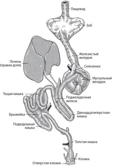 Иллюстрация к книге — Динозавры. 150 000 000 лет господства на Земле [i_114.jpg]