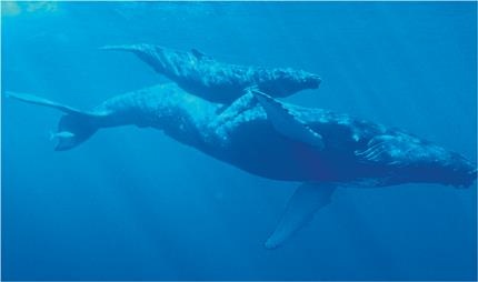 Иллюстрация к книге — Динозавры. 150 000 000 лет господства на Земле [i_164.jpg]