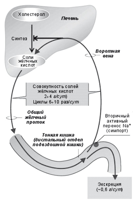 Иллюстрация к книге — Неалкогольная жировая болезнь печени [i_019.jpg]