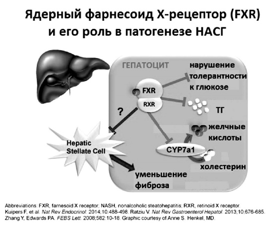 Иллюстрация к книге — Неалкогольная жировая болезнь печени [i_021.jpg]