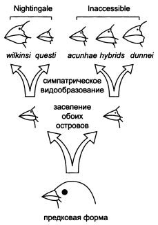 Иллюстрация к книге — Рождение сложности. Эволюционная биология сегодня. Неожиданные открытия и новые вопросы [i_062.jpg]