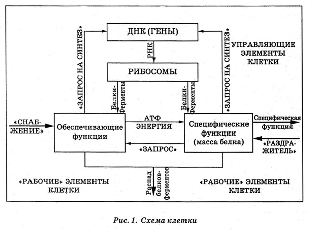 Иллюстрация к книге — Энциклопедия Амосова. Алгоритм здоровья [i_002.jpg]
