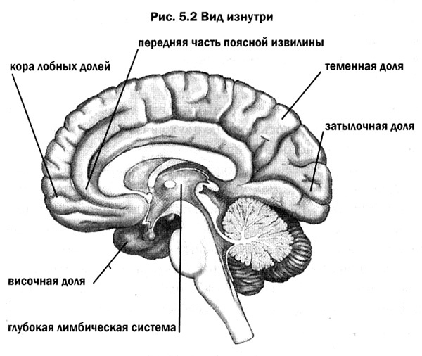Иллюстрация к книге — Мозг. От хорошего к превосходному [img231.jpg]