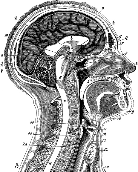 Иллюстрация к книге — Модицина. Encyclopedia Pathologica [_102.jpg]