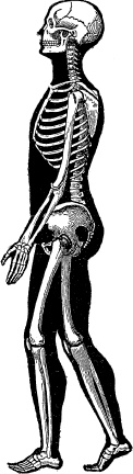 Иллюстрация к книге — Модицина. Encyclopedia Pathologica [_103.jpg]