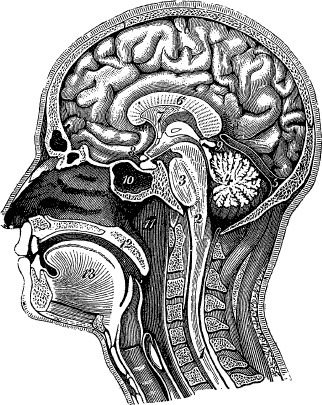 Иллюстрация к книге — Модицина. Encyclopedia Pathologica [_105.jpg]
