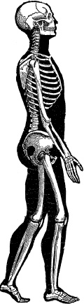 Иллюстрация к книге — Модицина. Encyclopedia Pathologica [_108.jpg]