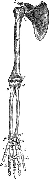 Иллюстрация к книге — Модицина. Encyclopedia Pathologica [_110.jpg]