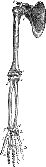 Иллюстрация к книге — Модицина. Encyclopedia Pathologica [_113.jpg]