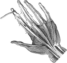 Иллюстрация к книге — Модицина. Encyclopedia Pathologica [_117.jpg]