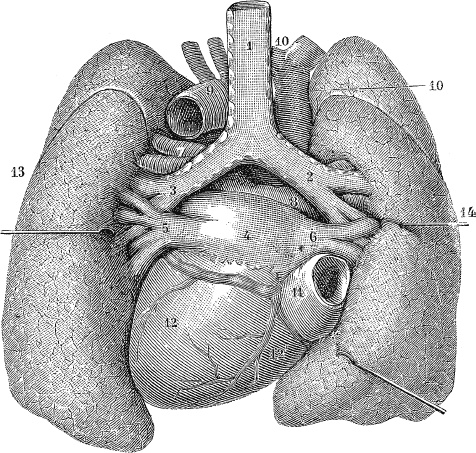 Иллюстрация к книге — Модицина. Encyclopedia Pathologica [_119.jpg]