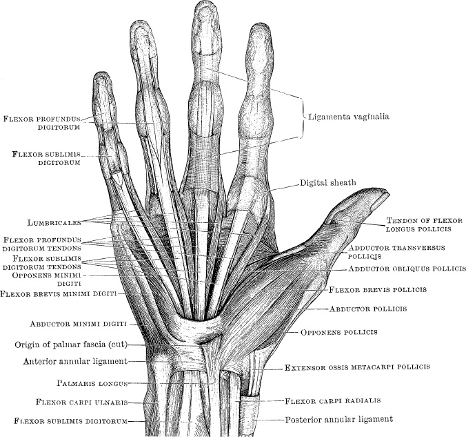 Иллюстрация к книге — Модицина. Encyclopedia Pathologica [_12.jpg]