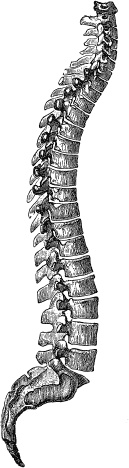 Иллюстрация к книге — Модицина. Encyclopedia Pathologica [_121.jpg]