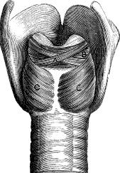 Иллюстрация к книге — Модицина. Encyclopedia Pathologica [_124.jpg]