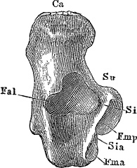 Иллюстрация к книге — Модицина. Encyclopedia Pathologica [_125.jpg]