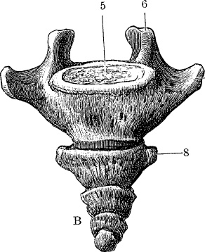 Иллюстрация к книге — Модицина. Encyclopedia Pathologica [_129.jpg]
