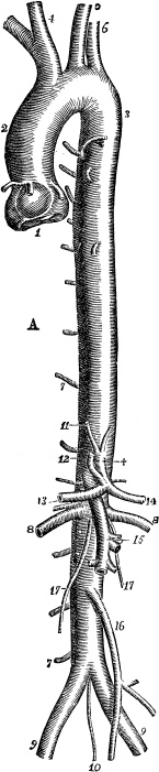 Иллюстрация к книге — Модицина. Encyclopedia Pathologica [_13.jpg]