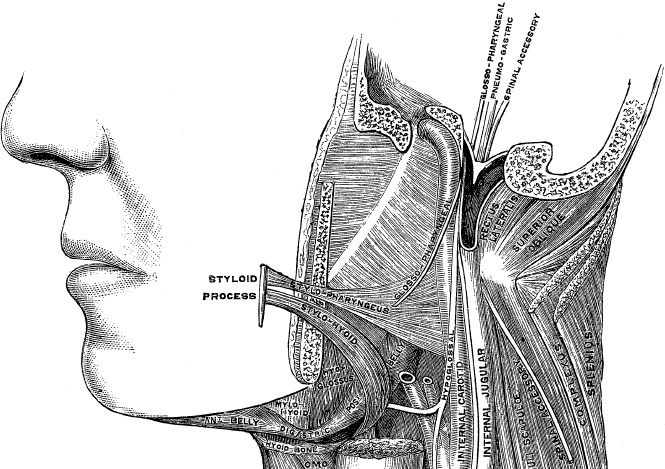 Иллюстрация к книге — Модицина. Encyclopedia Pathologica [_130.jpg]