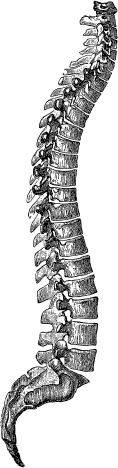 Иллюстрация к книге — Модицина. Encyclopedia Pathologica [_133.jpg]