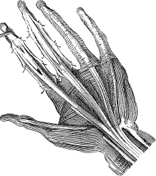 Иллюстрация к книге — Модицина. Encyclopedia Pathologica [_15.jpg]