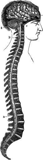 Иллюстрация к книге — Модицина. Encyclopedia Pathologica [_16.jpg]