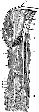 Иллюстрация к книге — Модицина. Encyclopedia Pathologica [_17.jpg]
