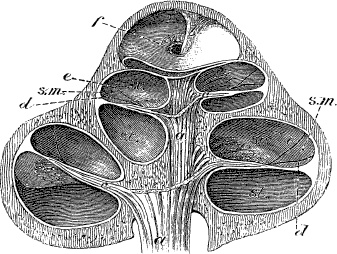 Иллюстрация к книге — Модицина. Encyclopedia Pathologica [_18.jpg]