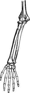 Иллюстрация к книге — Модицина. Encyclopedia Pathologica [_21.jpg]