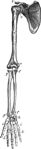 Иллюстрация к книге — Модицина. Encyclopedia Pathologica [_23.jpg]