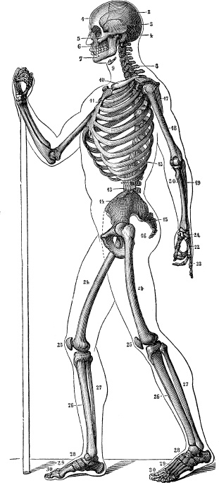 Иллюстрация к книге — Модицина. Encyclopedia Pathologica [_29.jpg]