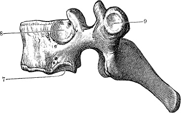 Иллюстрация к книге — Модицина. Encyclopedia Pathologica [_33.jpg]