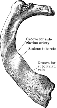 Иллюстрация к книге — Модицина. Encyclopedia Pathologica [_36.jpg]