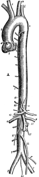 Иллюстрация к книге — Модицина. Encyclopedia Pathologica [_38.jpg]