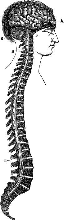 Иллюстрация к книге — Модицина. Encyclopedia Pathologica [_43.jpg]