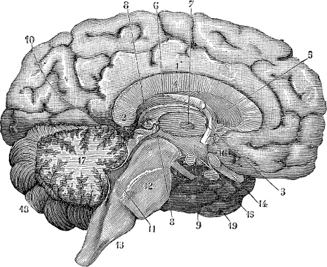 Иллюстрация к книге — Модицина. Encyclopedia Pathologica [_44.jpg]