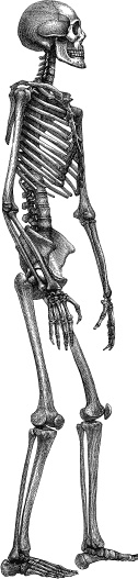 Иллюстрация к книге — Модицина. Encyclopedia Pathologica [_5.jpg]